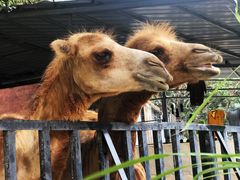 -泉州海丝野生动物世界