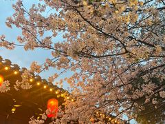 -东湖磨山景区樱花园-停车场