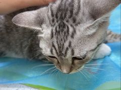 -芭比堂动物医院·CT·微创中心(新顺分院)