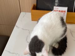 -喵园·猫主题咖啡厅·撸猫·猫咖(国贸店)