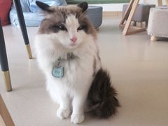 -猫在这儿猫咪咖啡馆·撸猫馆