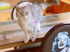 -猫的茶·猫咖