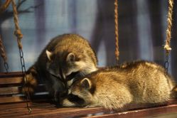 -酷嗒动物文化乐园(cutezoo西溪乐天城店)