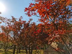 -广州市帽峰山景区