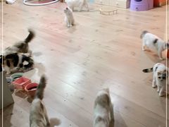 -Bastet sally猫舍购宠(静安店)
