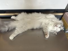 -MOYOYO猫咪咖啡店