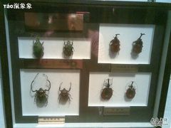 -上海昆虫博物馆