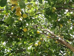 -柞水乾佑红门家菜