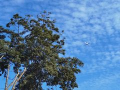 -空港花田景区
