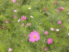 -西京湾花海