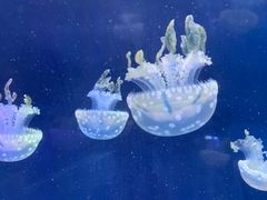-左海海底世界