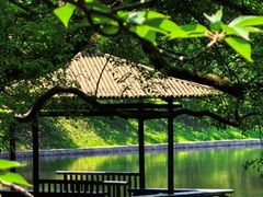 -上海共青森林公园