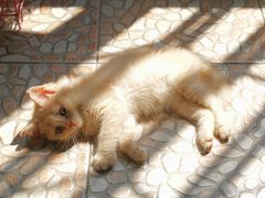 -瑞派名望志远动物医院·猫科·內科·异宠专科(直港大道店)