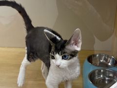 -青奢宠物·青奢猫舍