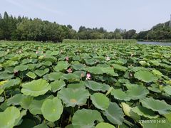 -前关湿地公园