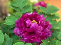 -双季花艺园艺市场(浦东店)