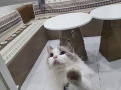 -楼上猫咖(罗湖店)