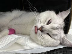 -纳吉亚猫专科动物诊疗中心(蒋宅口分院)