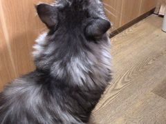 -MOCHA明星猫咖(田子坊店)