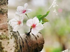 -高东镇樱花园