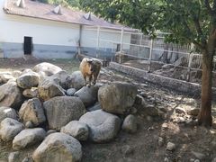 -青峰峡国家森林公园