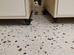 -柚子猫舍·精品猫舍购猫·猫咪认养·购宠·宠物店