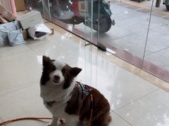 -佳佳动物医院
