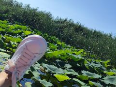 -白洋淀风景区