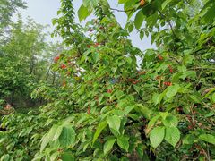 -樱桃沟景区