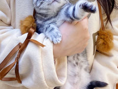 -lincat·猫舍(广州店)