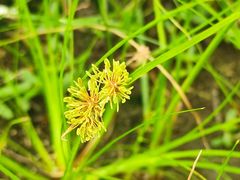 -上海辰山植物园