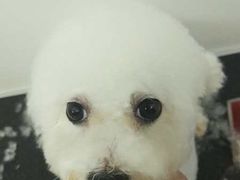 -宠物之家Pets Home 宠物寄养酒店