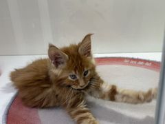 -青奢宠物·青奢猫舍