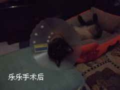 psb_副本-美联众合动物医院·24h京西诊疗中心