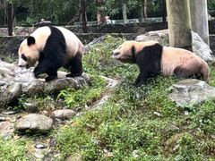 -都江堰中华大熊猫苑
