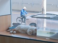 -瑞派长江宠物医院·猫科·外科·24小时夜护(谊城公寓分院)