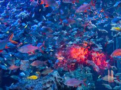 -成都浩海立方海洋公园