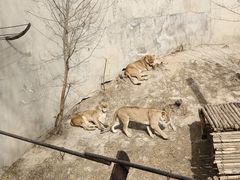 -保定市动物园