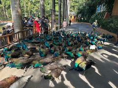 -西双版纳原始森林公园