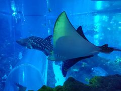 -成都浩海立方海洋公园