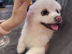 -破店肥哈·东北烧烤(南山保利店)