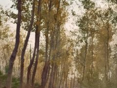 -合肥滨湖国家森林公园