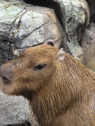 -Zoolung Zoolung动物主题公园(海信广场店)