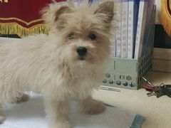 -安安宠医·安宠宠物医院