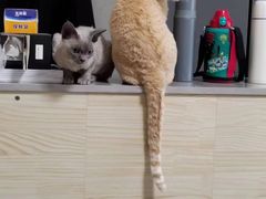 -PETKIT 小佩宠物·德文赛凯猫舍