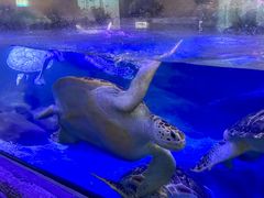 -合肥海洋世界
