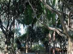 -瑞丽独树成林风景区