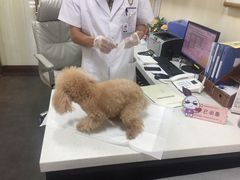 -宠爱国际动物医院· 猫科· 外科·中兽医(长白店)
