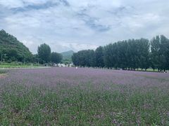 -紫海香堤香草艺术庄园