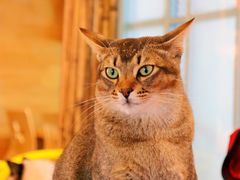 -喵屿·大理花园猫咖